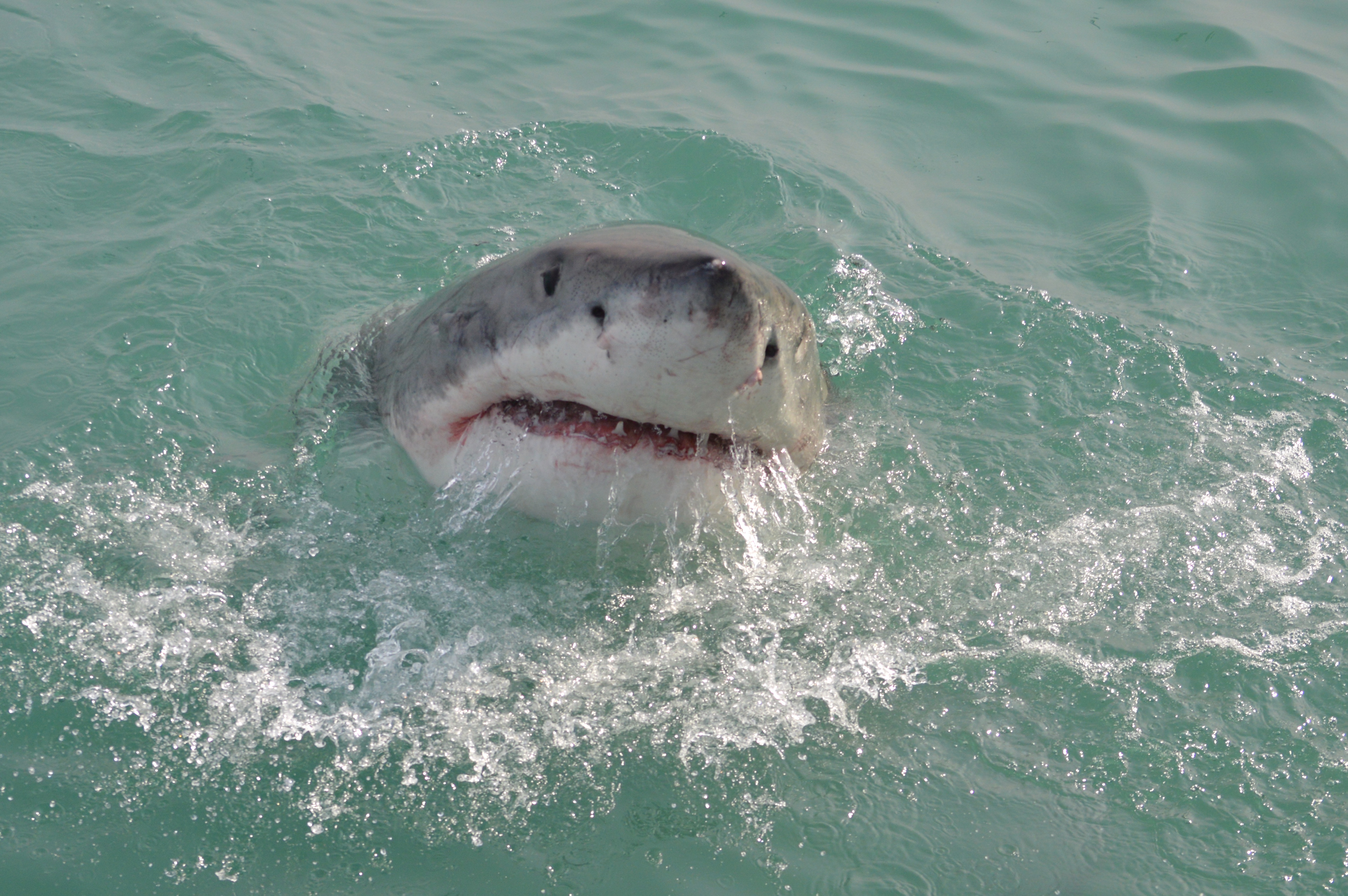 great white in Cape Town South Africa 